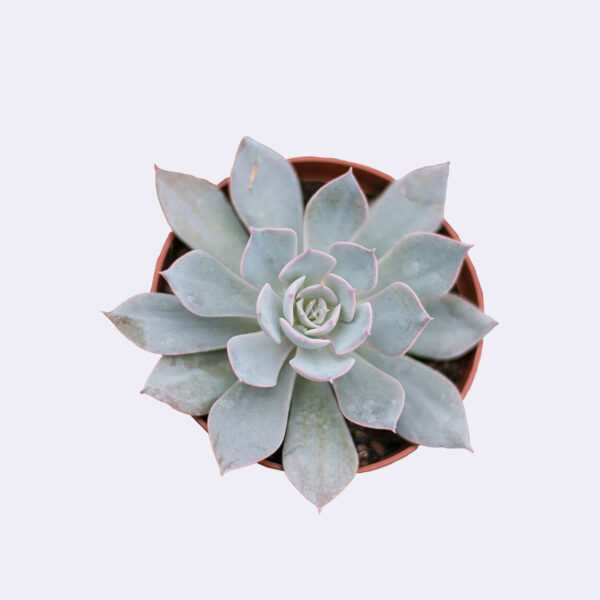 Echeveria Secullant