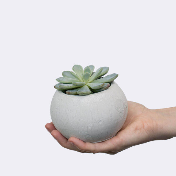 Echeveria Secullant - Image 2